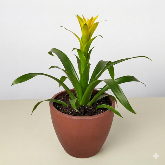 Guzmania Bromeliad 'Yellow'
