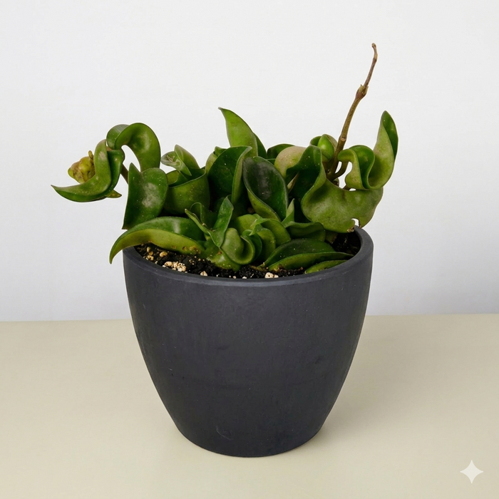 Hoya Rope Plant
