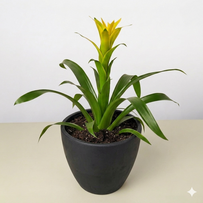 Guzmania Bromeliad 'Yellow'