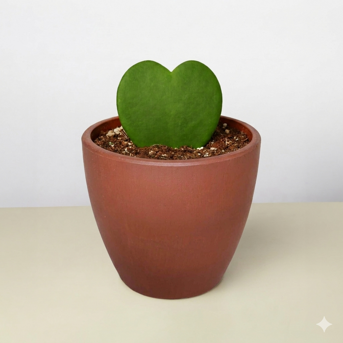 heart shaped succulent plants Hoya 'Sweetheart' | Indoor Plant | Tropical Plant | Potted Plant