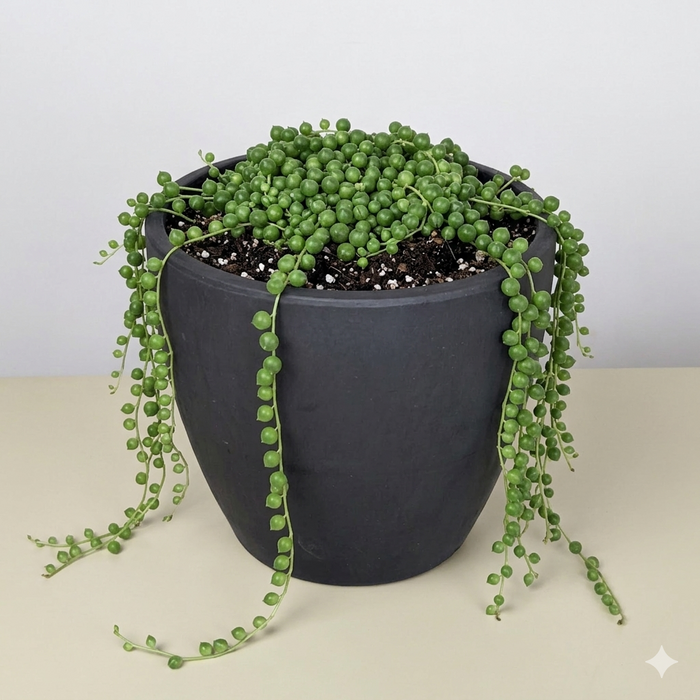 succulents pearls Succulent 'String of Pearls'