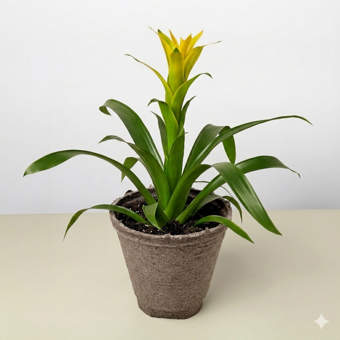 Guzmania Bromeliad 'Yellow'