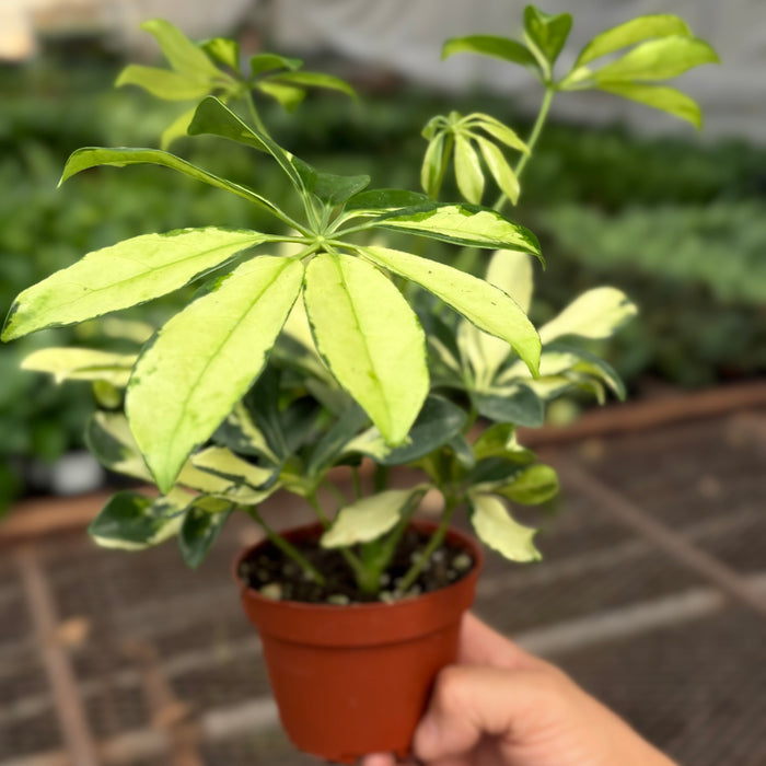 Schefflera Trinette