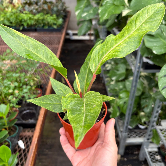 Anthurium 'Renaissance'