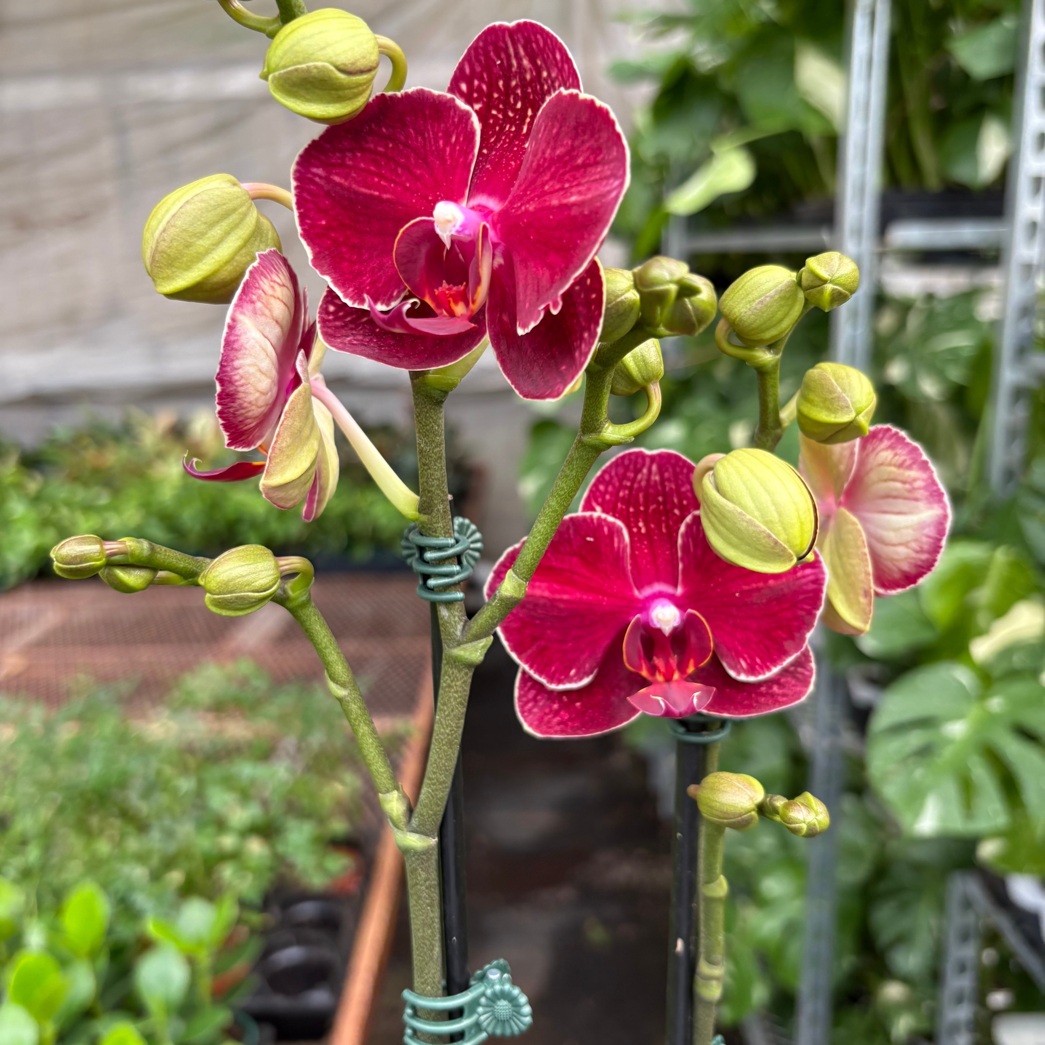 Orchid 'Red Phalaenopsis'