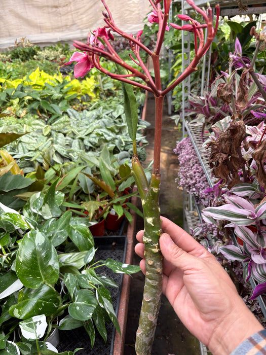 Plumeria Mex Pink Single