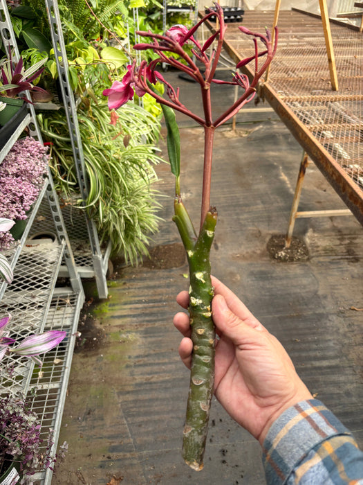 Plumeria Mex Pink Single