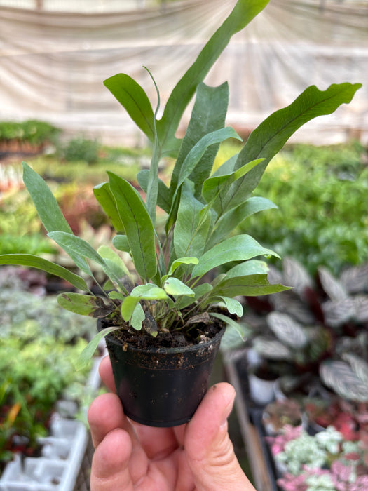 blue star fern home depot Fern 'Blue Star' | Indoor Plant | Tropical Plant | Potted Plant