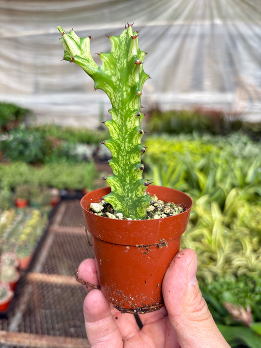 euphorbia potted plant Euphorbia 'Mint Cream'