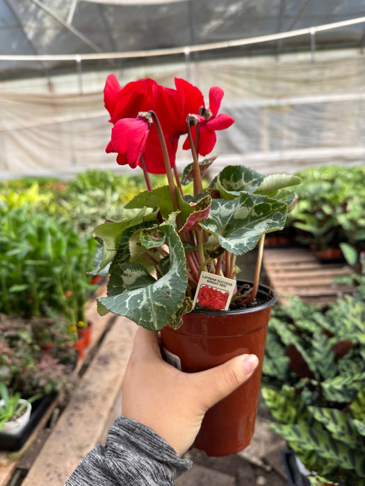 cyclamen potted plant Cyclamen 'Red'