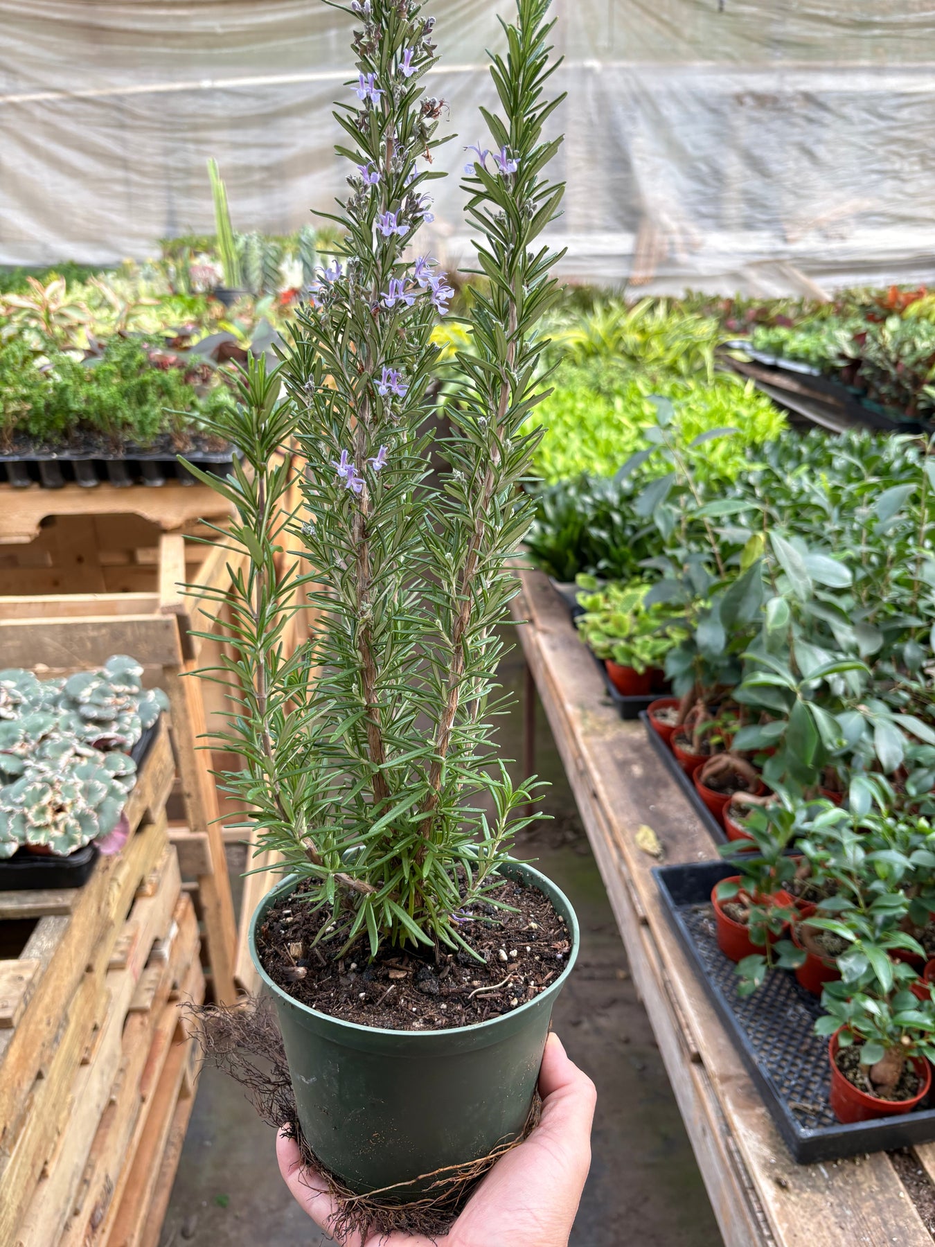 Herb Plants