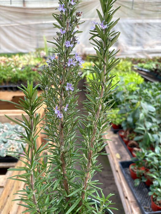 Rosemary Herb 'Rosemary Barbecue' - 6" Pot