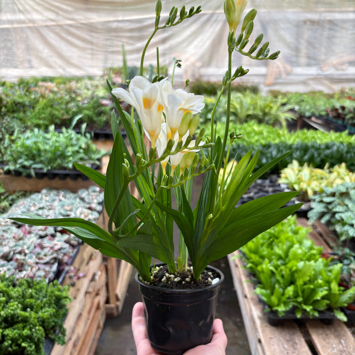 Freesia 'White'