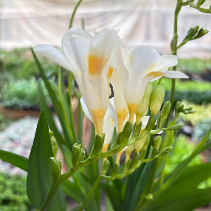 Freesia 'White'