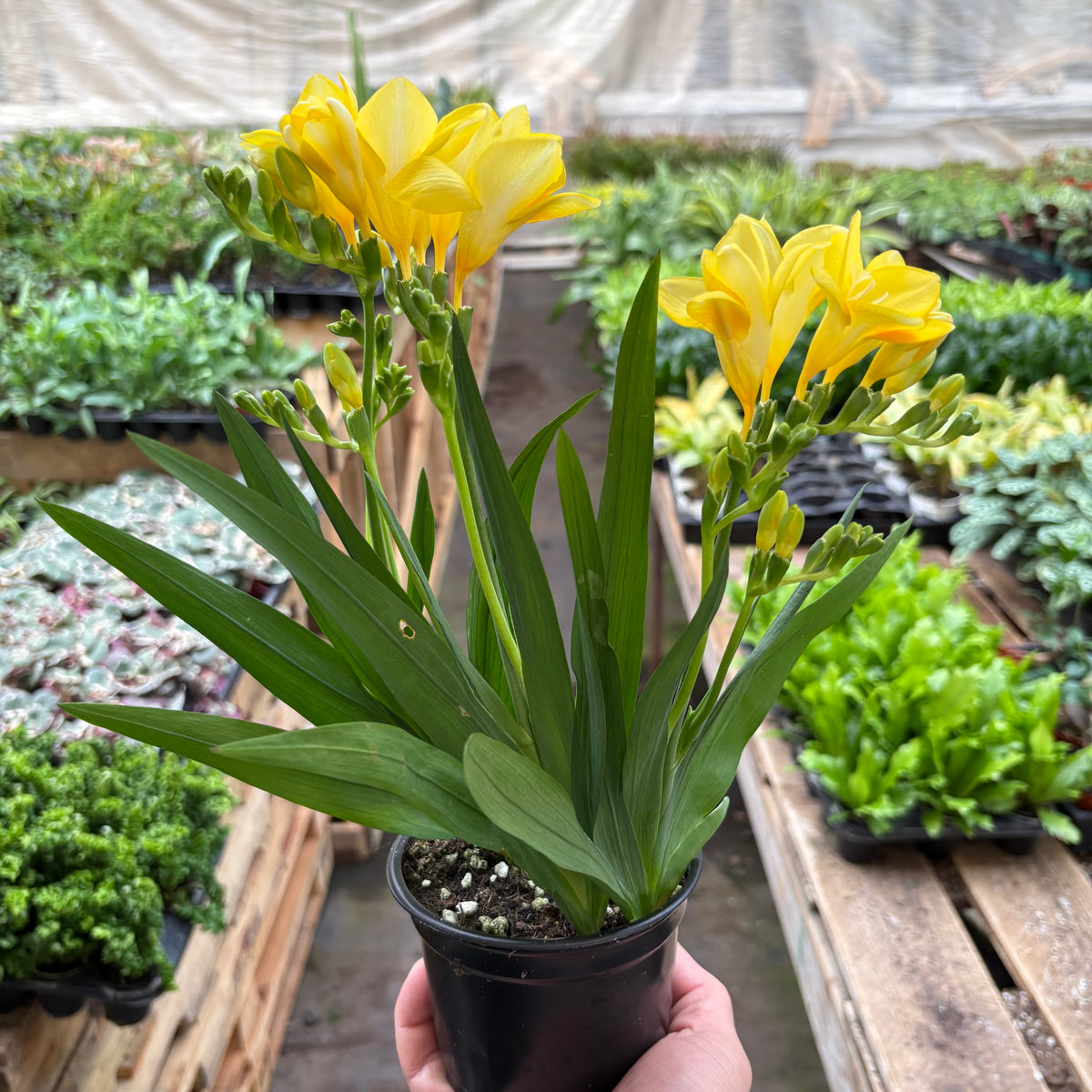 Freesia 'Yellow' — House Plant Shop