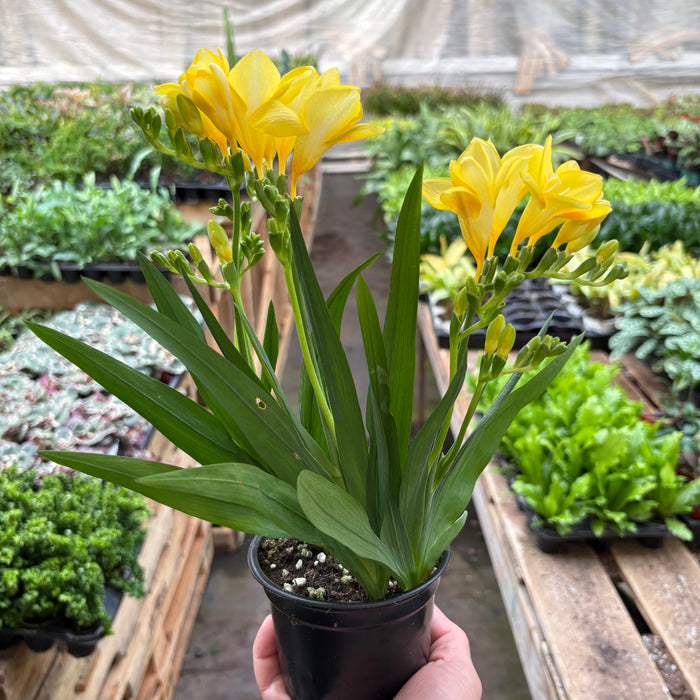 freesia potted plant Freesia 'Yellow'