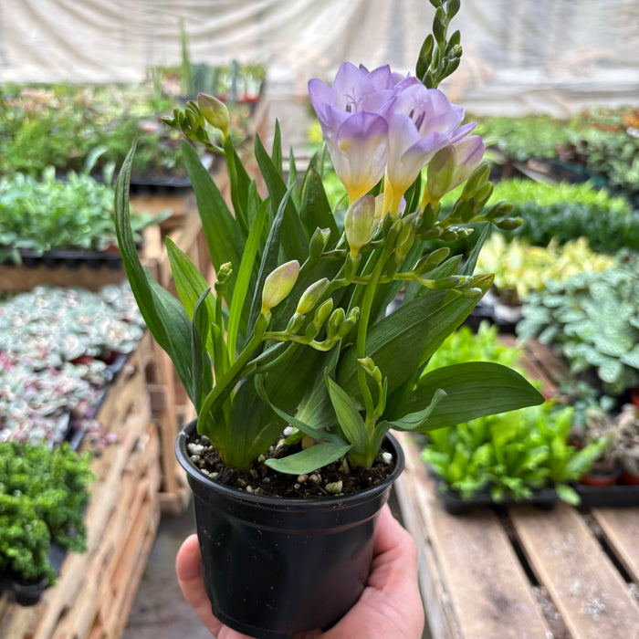 potted freesia plant Freesia 'Purple'