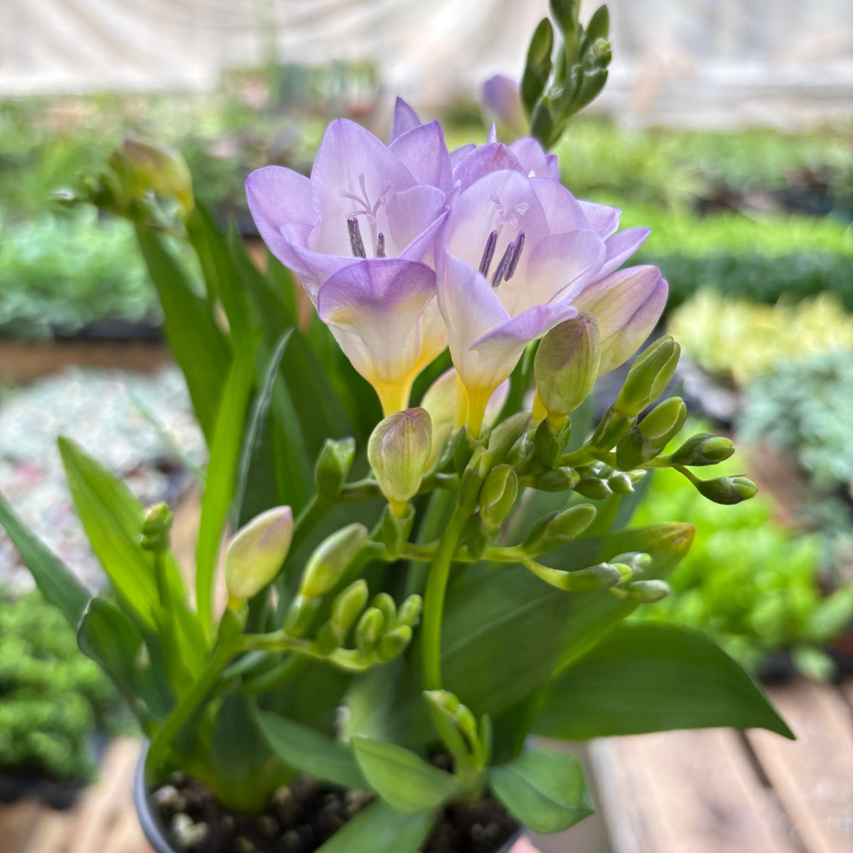 freesia indoor plant Freesia 'Purple'