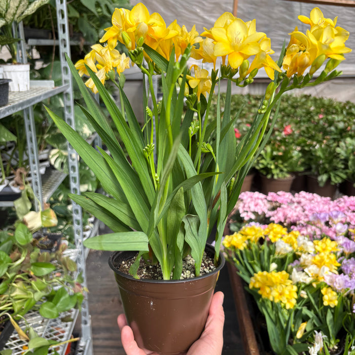potted freesia plant Freesia 'Yellow' — House Plant Shop