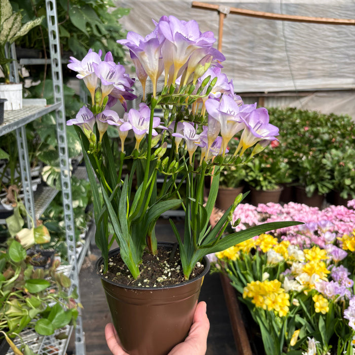 planting freesias in pots Freesia 'Purple' — House Plant Shop