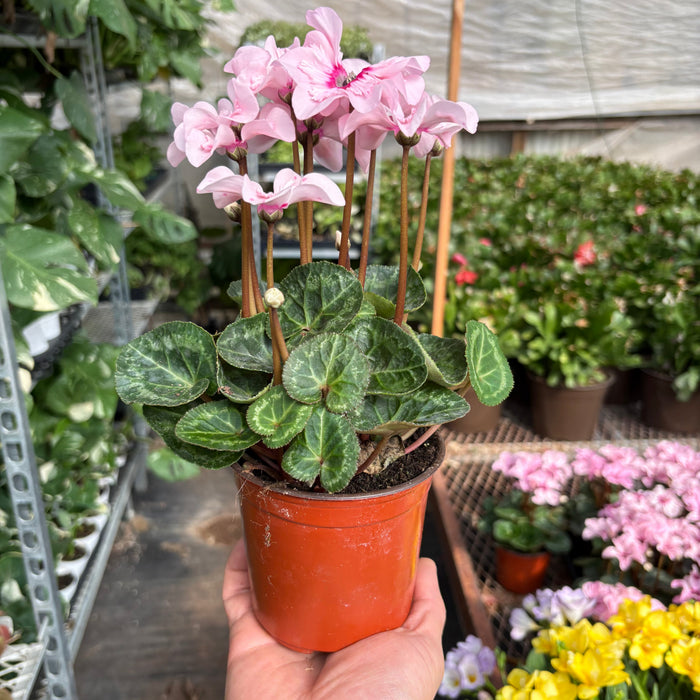 Cyclamen