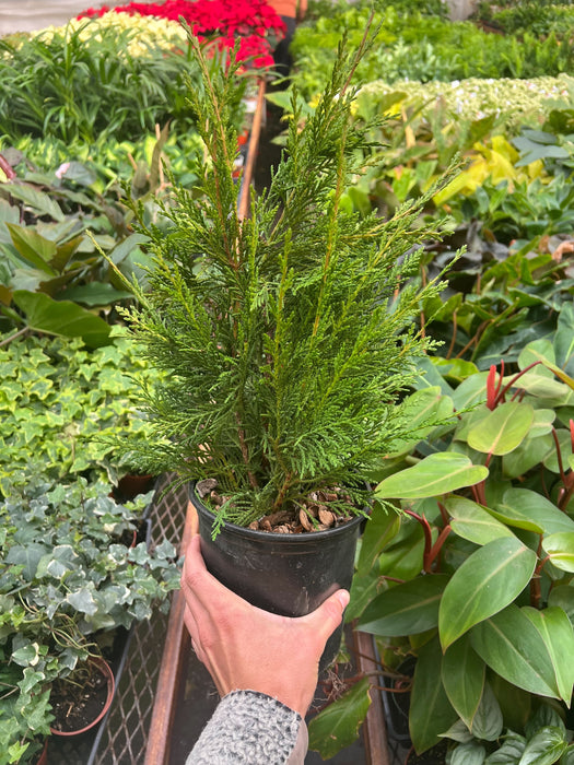 Leyland cypress - 6" Pot