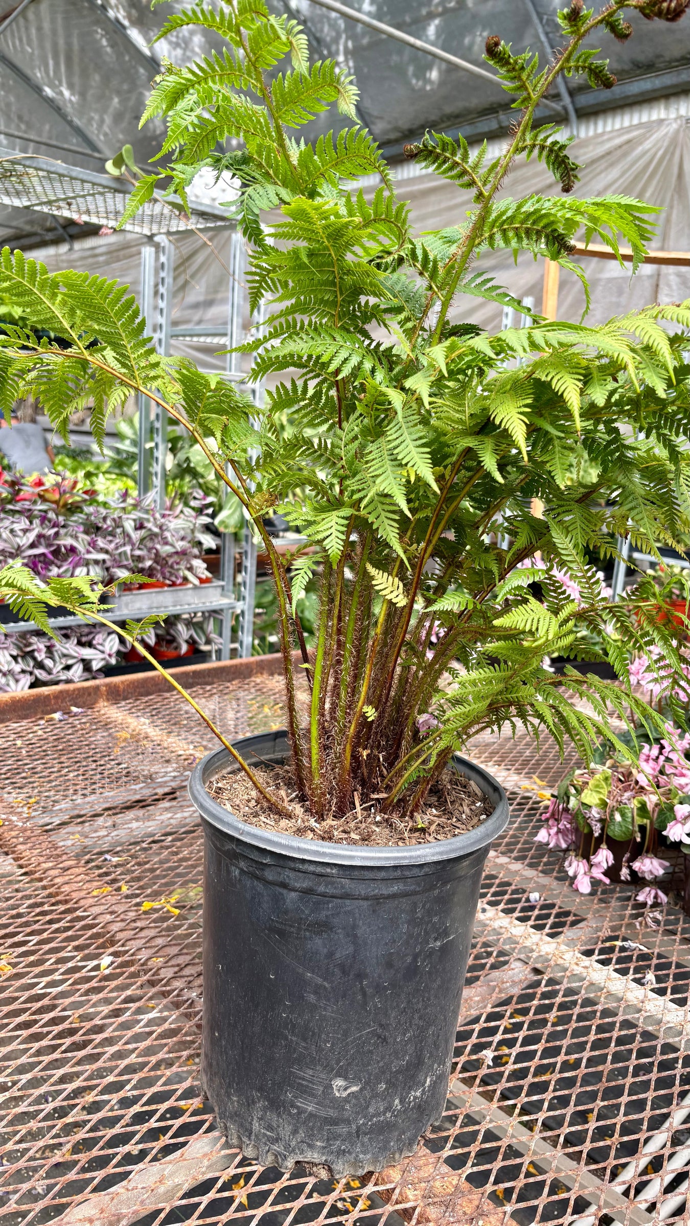 B Nursery