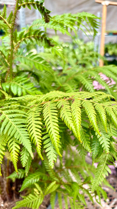 Australian Tree Fern