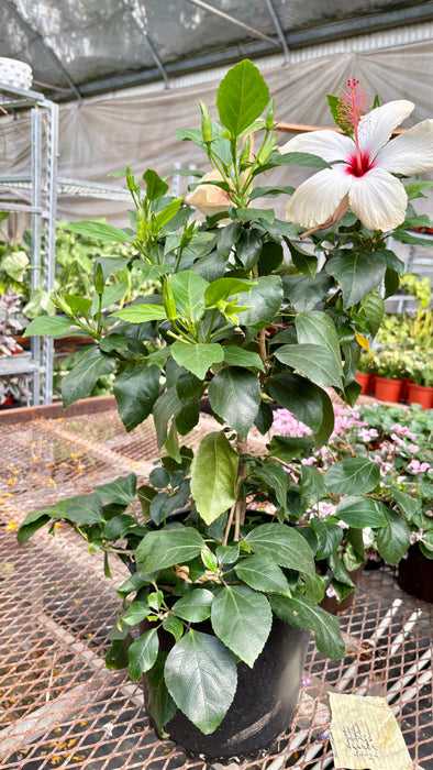 Hibiscus 'Rosa Sinensis'