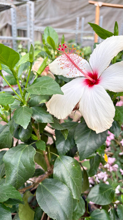 Hibiscus 'Rosa Sinensis'