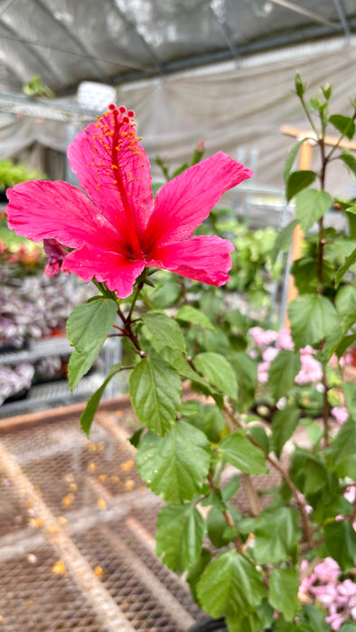 Hibiscus 'Rosa Sinensis'
