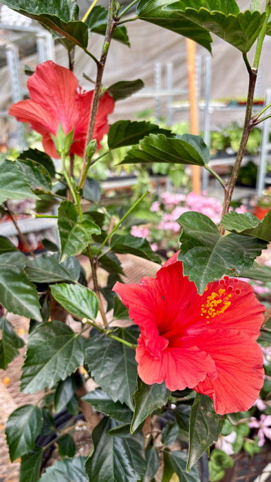 Hibiscus 'Rosa Sinensis'