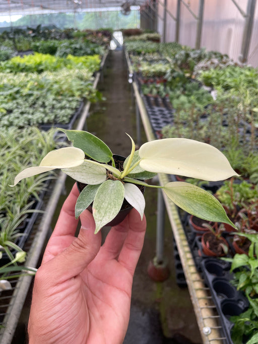 philodendron florida ghost ebay Philodendron 'Florida Ghost' | Indoor Plant | Tropical Plant | Potted Plant