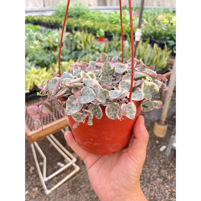 pink variegated succulent String of Hearts Variegated