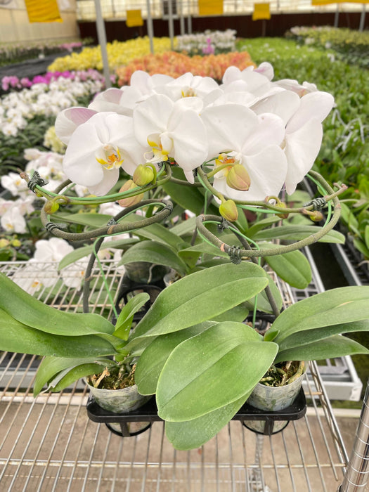 white orchid indoor plant Orchid 'White Phalaenopsis'