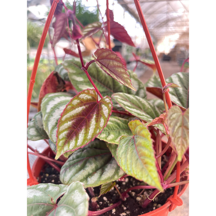 Begonia Rex Vine - 6" Pot