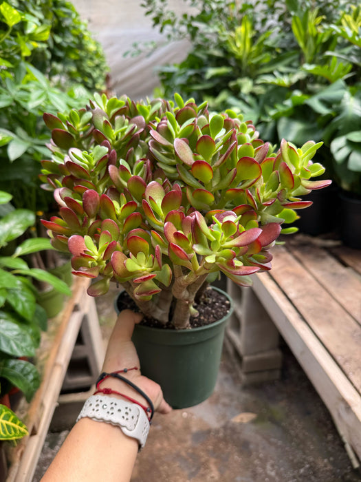 is jade a succulent plant Succulent Crassula 'Jade' | Indoor Plant | Tropical Plant | Potted Plant