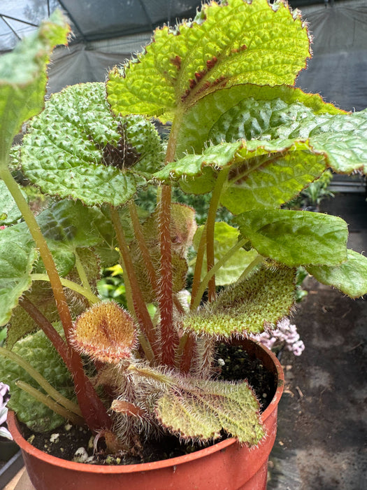 iron cross plant indoor Begonia 'Iron Cross' — House Plant Shop