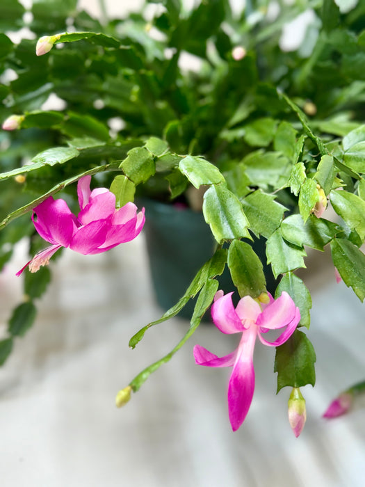 potting mix for zygocactus Zygocactus 'Christmas Cactus' | Indoor Plant | Tropical Plant | Potted Plant