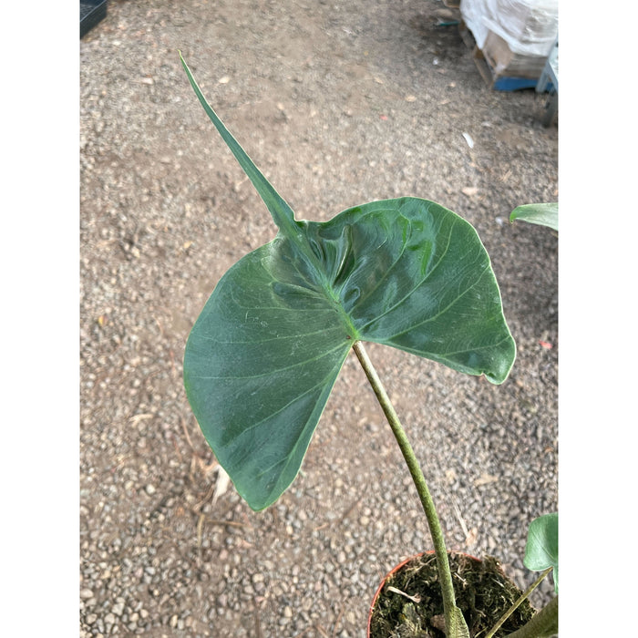 elephant ear stingray plant Alocasia macrorrhizos 'Stingray'