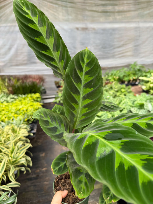 jungle velvet prayer plant Calathea 'Warscewiczii' | Indoor Plant | Tropical Plant | Potted Plant