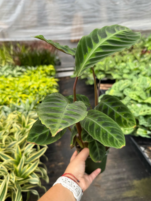 calathea warscewiczii prayer plant Calathea 'Warscewiczii'