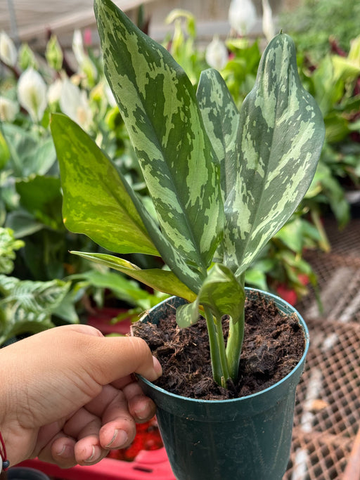aglaonema maria chinese evergreen Chinese Evergreen 'Maria'