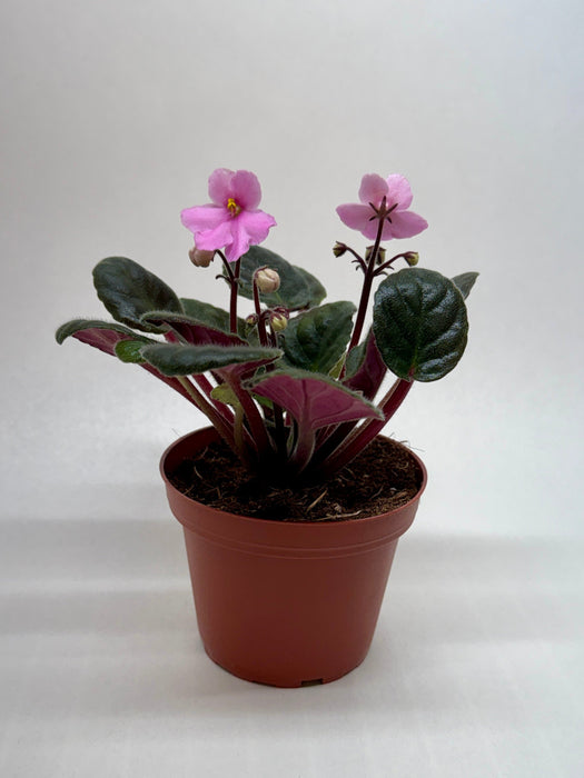 African Violet 'Pink'