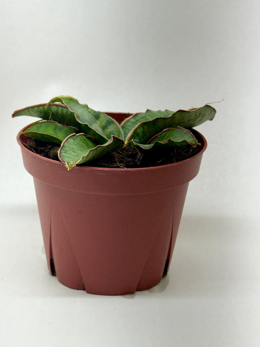 Snake Plant 'Silver Blue'