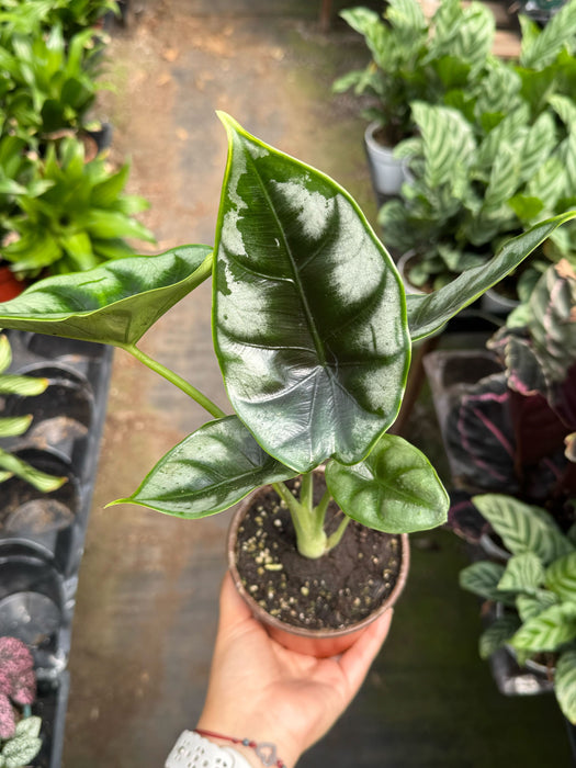 Alocasia 'Reversa'