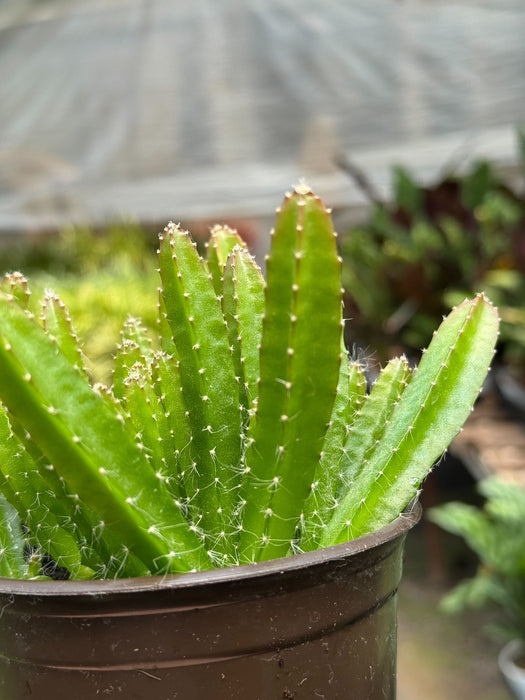 dragon fruit plant care indoors Dragon Fruit (Pitaya) | Indoor Plant | Tropical Plant | Potted Plant