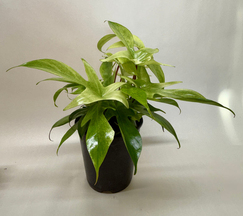 florida philodendron plant Philodendron 'Florida Ghost' | Indoor Plant | Tropical Plant | Potted Plant