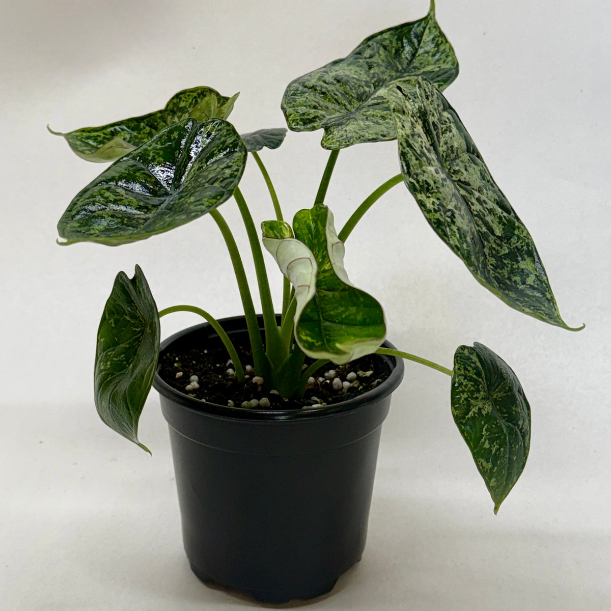 Alocasia Dragon Scale Variegata 【7】 Alocasia 'Dragon Scale Mint' | Indoor Plant | Tropical Plant