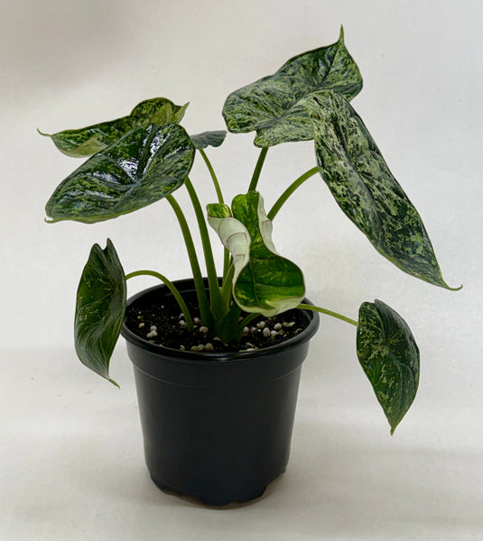 Alocasia 'Dragon Scale Mint' | Indoor Plant | Tropical Plant